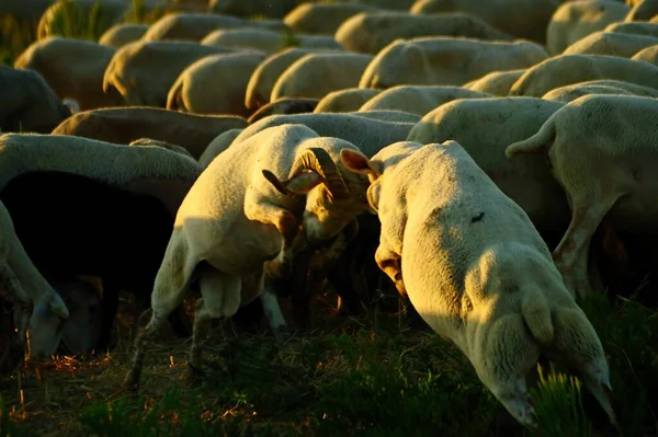 Ovis orientalis aries - A ovelha é um mamífero quádruplo doméstico. — Fotografia de Stock