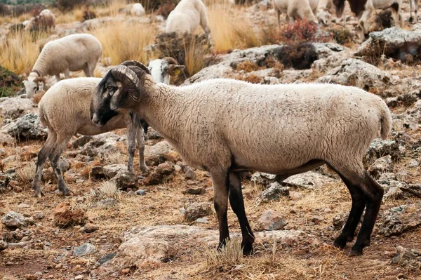 Ovis orientalis aries - Het schaap is een huisdier viervoetig zoogdier. — Stockfoto