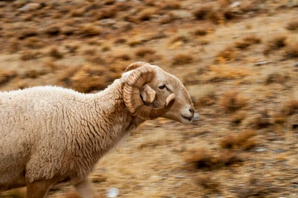 Ovis orientalis - La oveja es un mamífero cuadrúpedo doméstico. —  Fotos de Stock