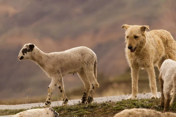 Ovis orientalis aries - овца - домашняя квадрокоптер. — стоковое фото