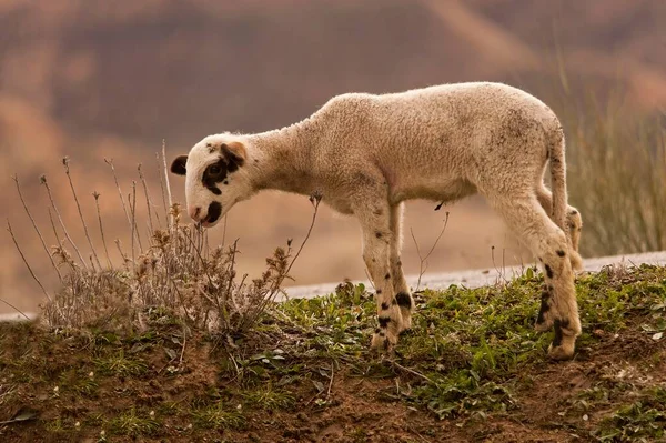 Ovis orientalis aries - овца - домашняя квадрокоптер. — стоковое фото