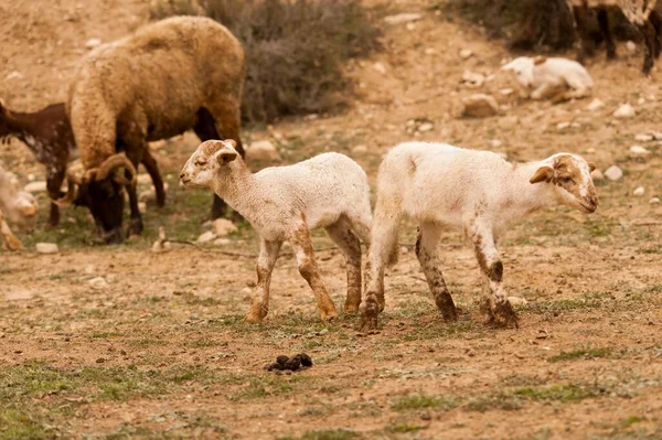 Ovis orientalis - La oveja es un mamífero cuadrúpedo doméstico. —  Fotos de Stock