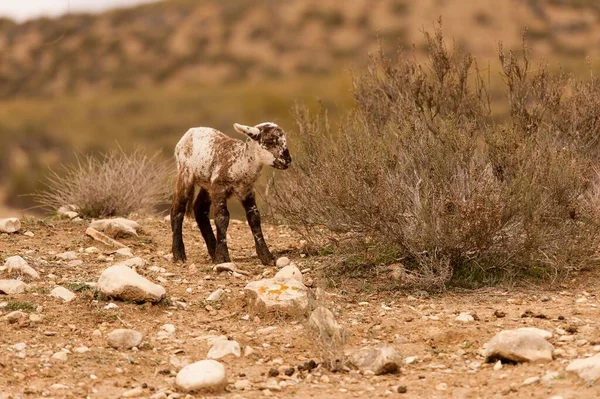 Ovis orientalis aries - Ovce je domácí čtyřruped savec. — Stock fotografie