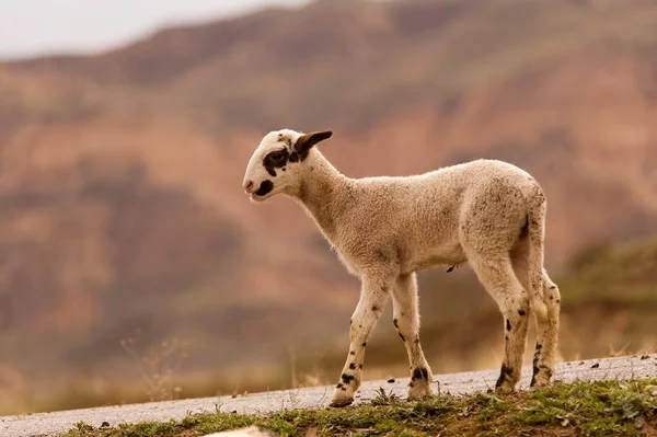 Ovis orientalis - La oveja es un mamífero cuadrúpedo doméstico. —  Fotos de Stock