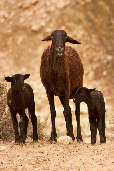 Ovis orientalis aries - Le mouton est un mammifère domestique quadrupède. — Photo