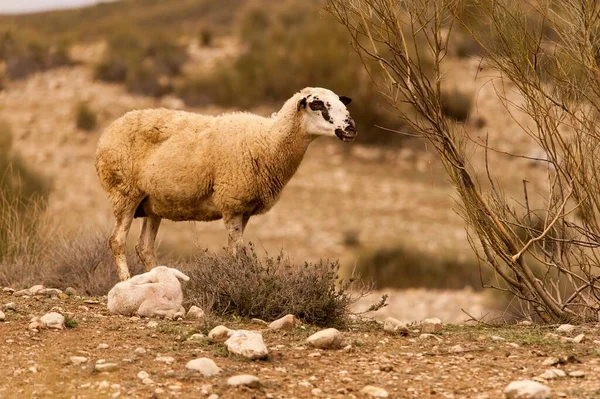 Ovis orientalis aries - The sheep is a domestic quadruped mammal. — Stock Photo, Image