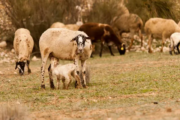 Ovis orientalis aries - овца - домашняя квадрокоптер. — стоковое фото