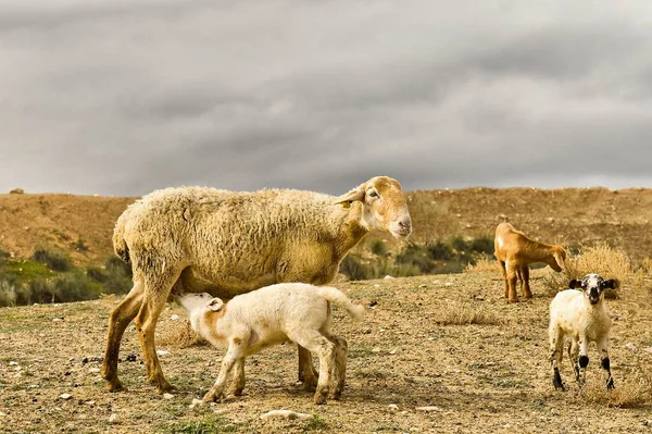 Ovis orientalis - La oveja es un mamífero cuadrúpedo doméstico. —  Fotos de Stock