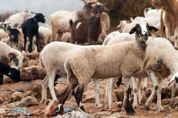 Ovis orientalis aries - овца - домашняя квадрокоптер. — стоковое фото