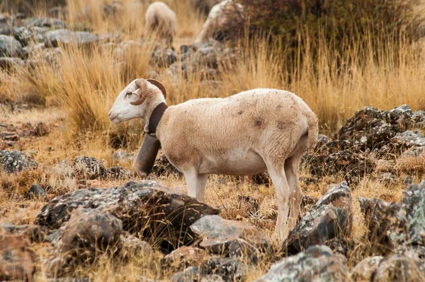 Овіс орігамісти - Вівці - домашній чотирикратний ссавець . — стокове фото