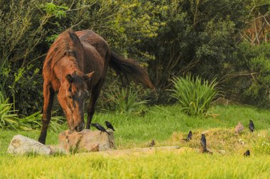 At, Dondurmagiller familyasından evcilleştirilmiş bir perissodactyl memelidir..