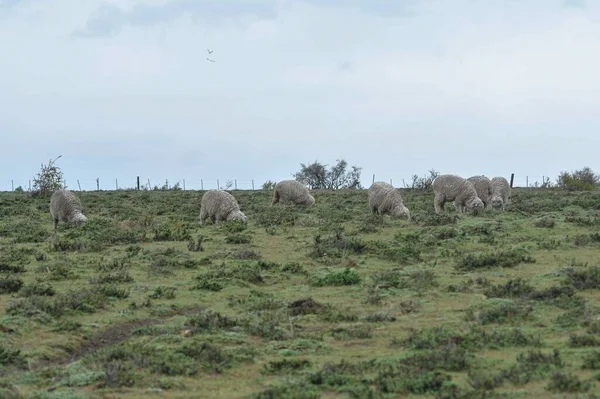 Ovis orientalis aries - A ovelha é um mamífero com cascos e quadrupos. — Fotografia de Stock