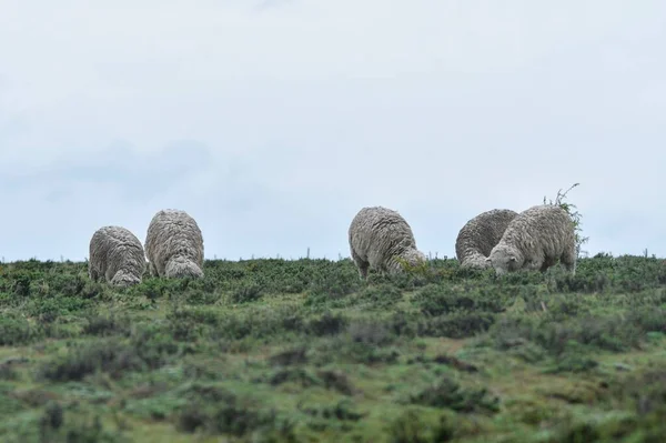 Ovis orientalis aries - Owce są kopytnymi, poczwórnymi ssakami. — Zdjęcie stockowe