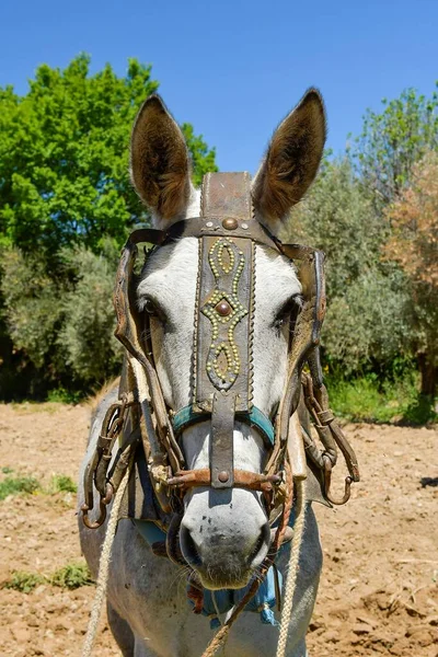 The mule or mule is a sterile hybrid animal. — Stock Photo, Image