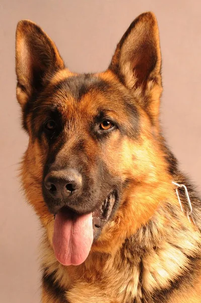 Owczarek niemiecki lub owczarek jest rasa psa, który pochodzi z Niemiec. — Zdjęcie stockowe