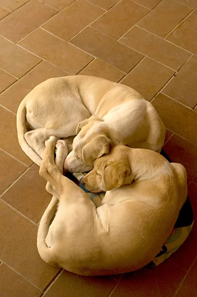 Der Hund, genannt der Haushund oder kann — Stockfoto