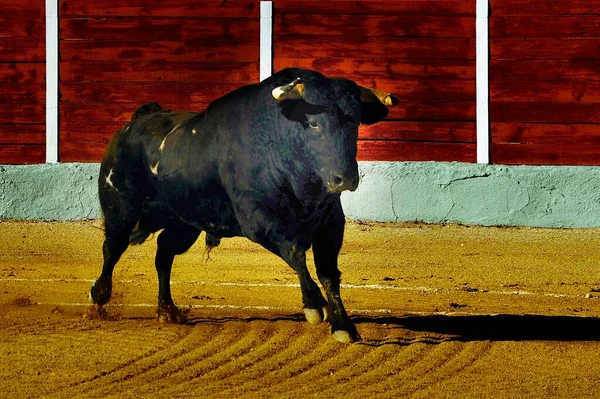 Il toro da combattimento, chiamato anche toro coraggioso. — Foto Stock