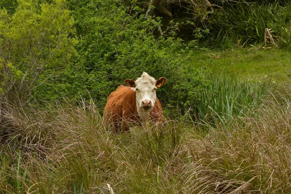 The cow - an artiodactyl mammal of the bovidae family. — Stock Photo, Image