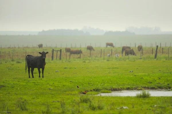 La vaca - un mamífero artiodáctilo de la familia bovidae. — Foto de Stock