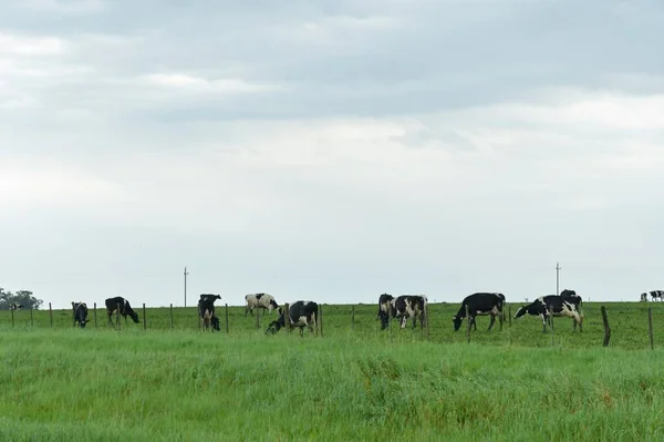 A vaca - um mamífero artiodáctilo da família bovidae. — Fotografia de Stock