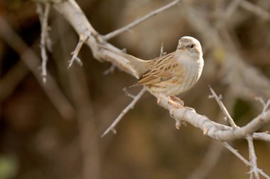 Özgürce ve kendi çevrelerinde kuşlar.