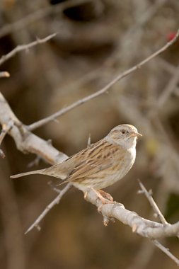 Özgürce ve kendi çevrelerinde kuşlar.