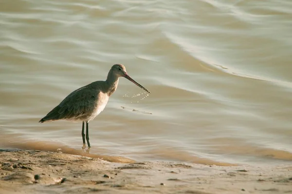 Oiseaux en liberté et dans leur environnement. — Photo