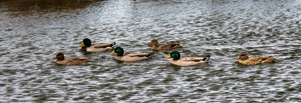 Aves en libertad y en su entorno. — Foto de Stock