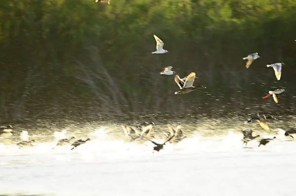 Aves em liberdade e em seu ambiente. — Fotografia de Stock