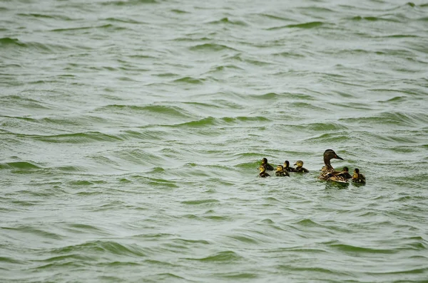 Vögel in Freiheit und in ihrer Umgebung. — Stockfoto