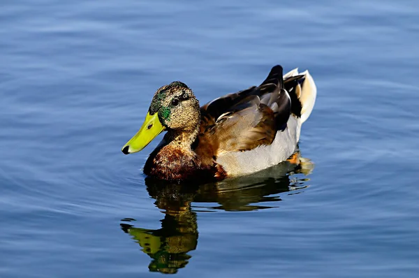 Birds in freedom and in their environment. — Stock Photo, Image