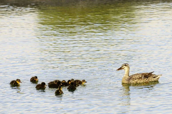 Fåglar i frihet och i sin omgivning. — Stockfoto