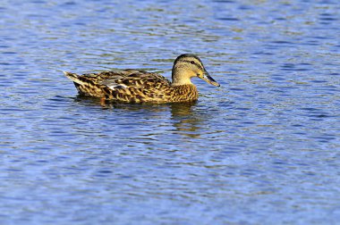Özgürce ve kendi çevrelerinde kuşlar.