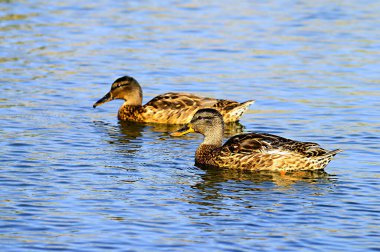 Özgürce ve kendi çevrelerinde kuşlar.