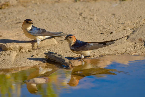 자유롭게 그리고 환경에서 사는 새들. — 스톡 사진