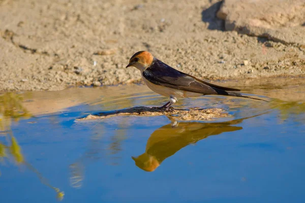 Aves em liberdade e em seu ambiente. — Fotografia de Stock