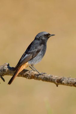 Özgürce ve kendi çevrelerinde kuşlar.