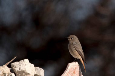 Özgürce ve kendi çevrelerinde kuşlar.