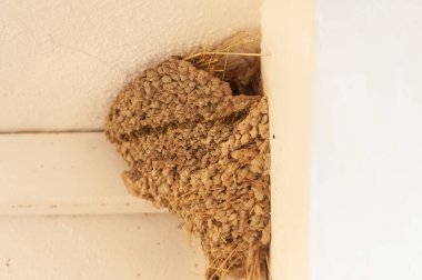 Özgürce ve kendi çevrelerinde kuşlar.