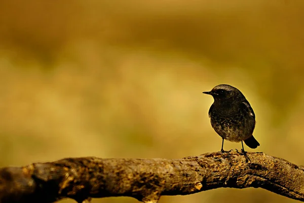 Vogels in vrijheid en in hun omgeving. — Stockfoto