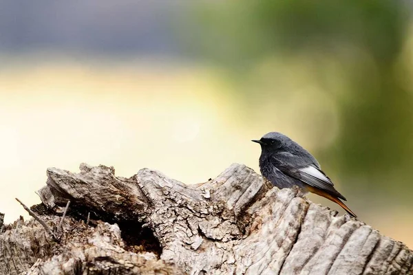 Aves em liberdade e em seu ambiente. — Fotografia de Stock