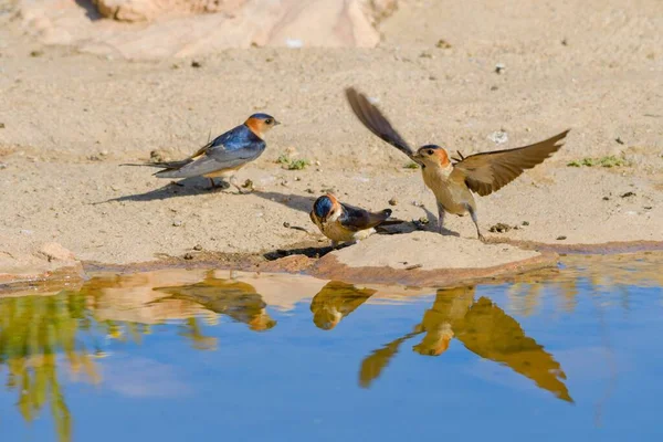 Oiseaux en liberté et dans leur environnement. — Photo