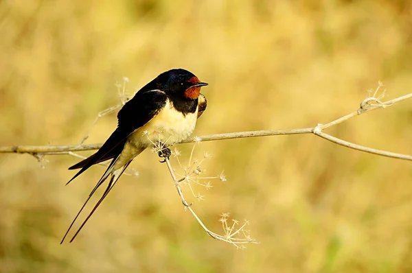 Vögel in Freiheit und in ihrer Umgebung. — Stockfoto