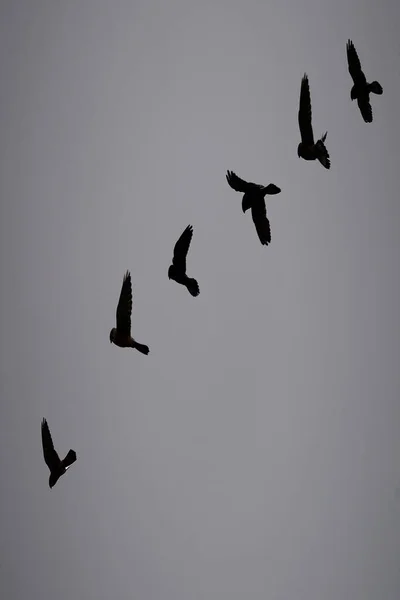 自由和环境中的鸟类. — 图库照片