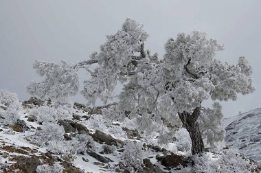 Granada 'nın iç kısımlarından karlı manzaralar - İspanya