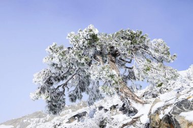 Granada 'nın iç kısımlarından karlı manzaralar - İspanya