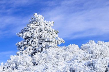 Granada 'nın iç kısımlarından karlı manzaralar - İspanya