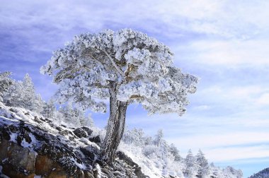 Granada 'nın iç kısımlarından karlı manzaralar - İspanya