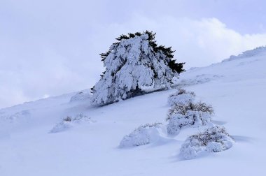 Granada 'nın iç kısımlarından karlı manzaralar - İspanya