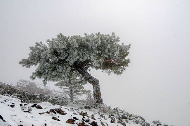 Granada 'nın iç kısımlarından karlı manzaralar - İspanya
